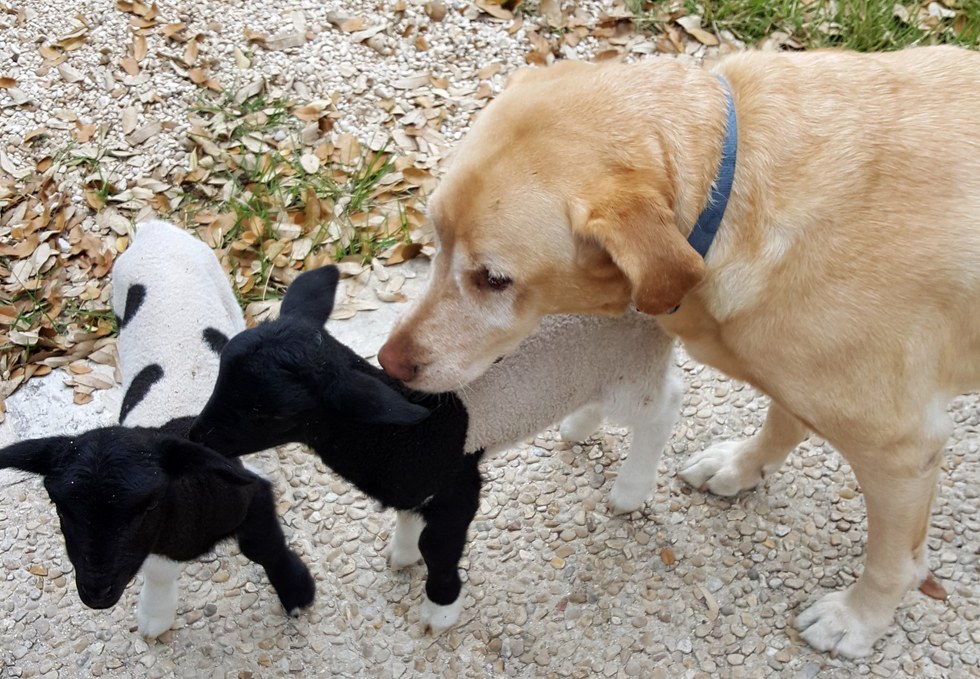 5 Potret anak domba nginduk pada anjing ini bikin gemas sekaligus haru