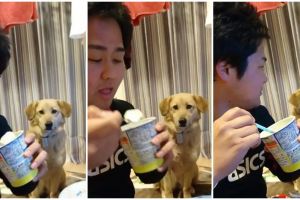 Video anjing mupeng makanan tapi gengsi ini bikin gemes juga kasihan