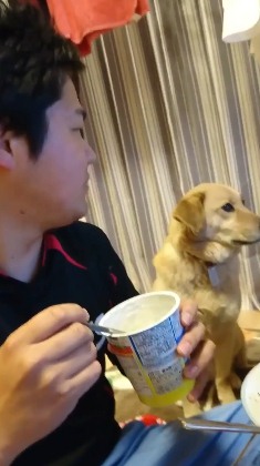 Video anjing mupeng makanan tapi gengsi ini bikin gemes juga kasihan