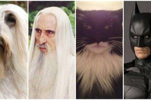 15 Foto cocoklogi kucing berwajah mirip karakter film, ada-ada aja