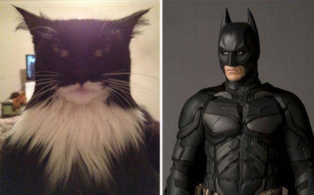 15 Foto cocoklogi kucing berwajah mirip karakter film, ada-ada aja