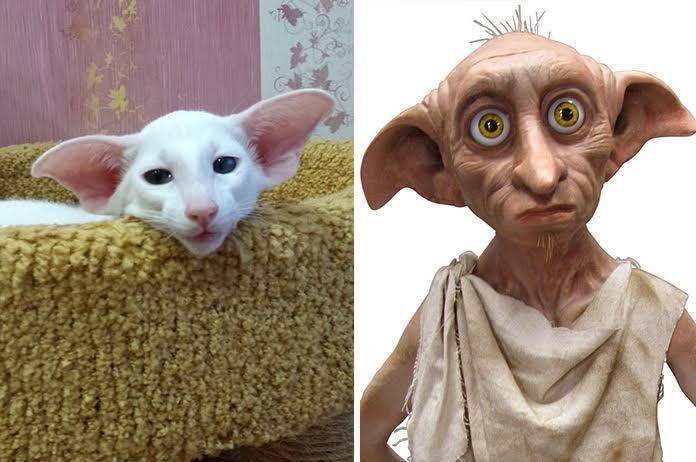 15 Foto cocoklogi kucing berwajah mirip karakter film, ada-ada aja