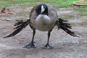 Jangan beri makan roti pada angsa, dampaknya nggak bakal kamu sangka