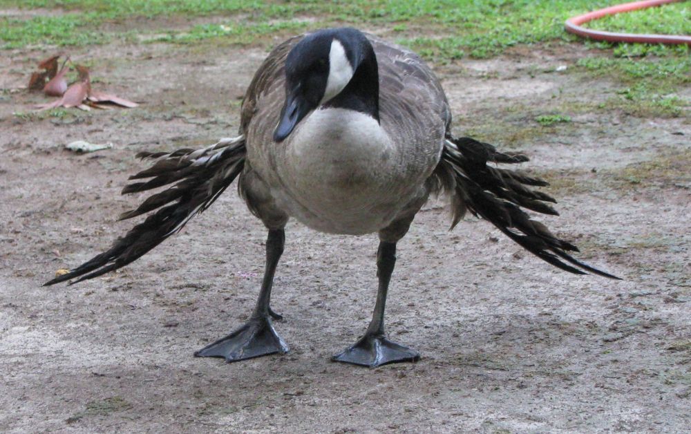 Jangan beri makan roti pada angsa, dampaknya nggak bakal kamu sangka
