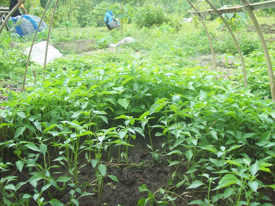 Pria ini rela keluar kerja demi melestarikan lingkungan, #BaikItuNyata