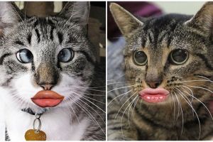 12 Editan foto kucing berpose duck face ini bikin nyengir tertahan