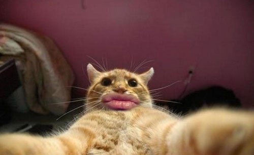 12 Editan foto kucing berpose duck face ini bikin nyengir tertahan
