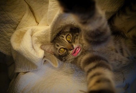 12 Editan foto kucing berpose duck face ini bikin nyengir tertahan