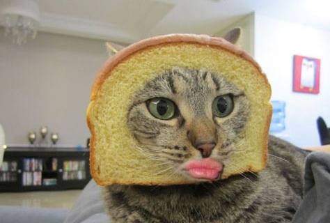 12 Editan foto kucing berpose duck face ini bikin nyengir tertahan