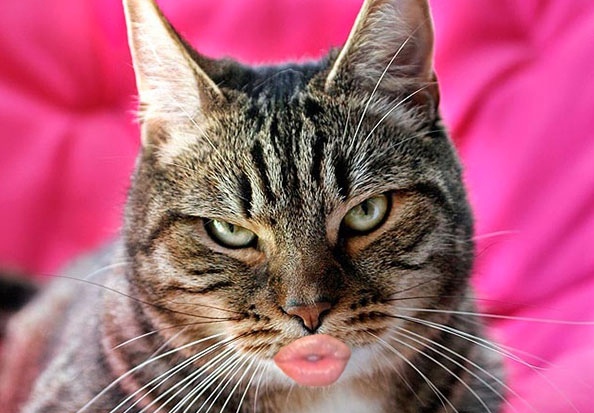 12 Editan foto kucing berpose duck face ini bikin nyengir tertahan