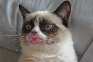 12 Editan foto kucing berpose duck face ini bikin nyengir tertahan