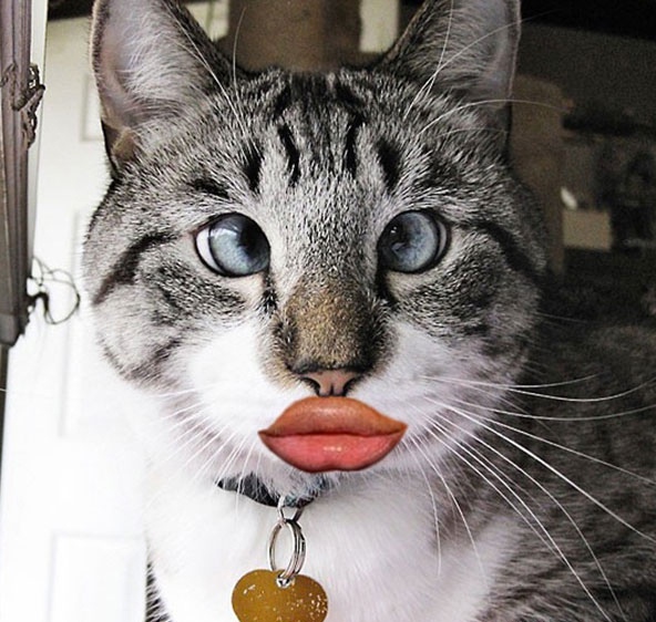 12 Editan foto kucing berpose duck face ini bikin nyengir tertahan