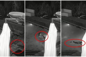 Lagi bercengkrama di kolam renang, pasangan ini kaget diserang buaya