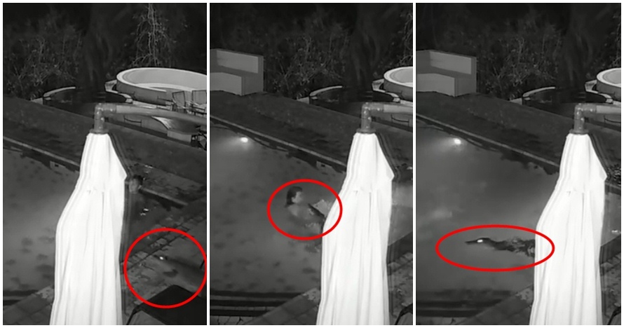 Lagi bercengkrama di kolam renang, pasangan ini kaget diserang buaya