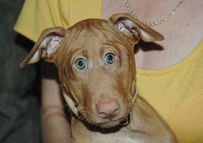 15 Editan foto ketika mata hewan ada di depan seperti manusia