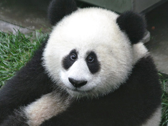 15 Editan foto ketika mata hewan ada di depan seperti manusia