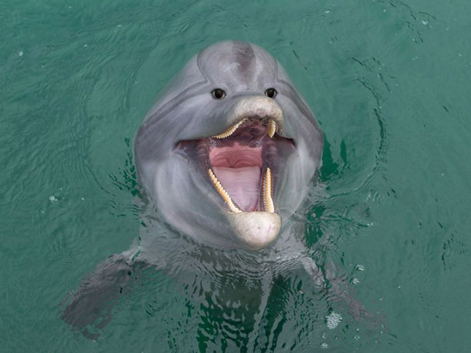 15 Editan foto ketika mata hewan ada di depan seperti manusia