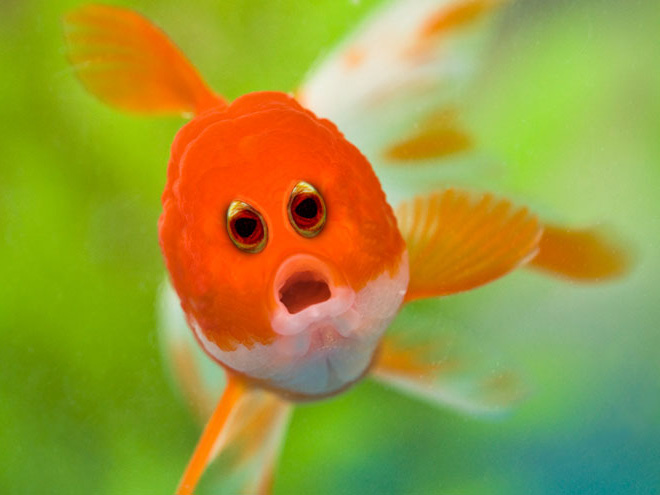 15 Editan foto ketika mata hewan ada di depan seperti manusia