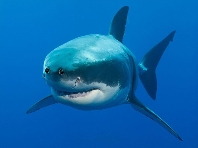 15 Editan foto ketika mata hewan ada di depan seperti manusia