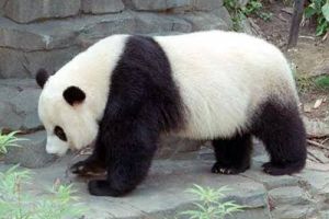 Ini fungsi dari kedua warna di tubuh panda, untuk apa ya?