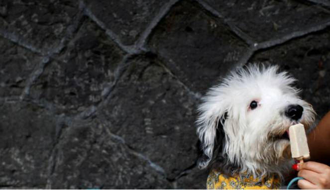 Unik, kedai es krim ini diperuntukkan bagi anjing