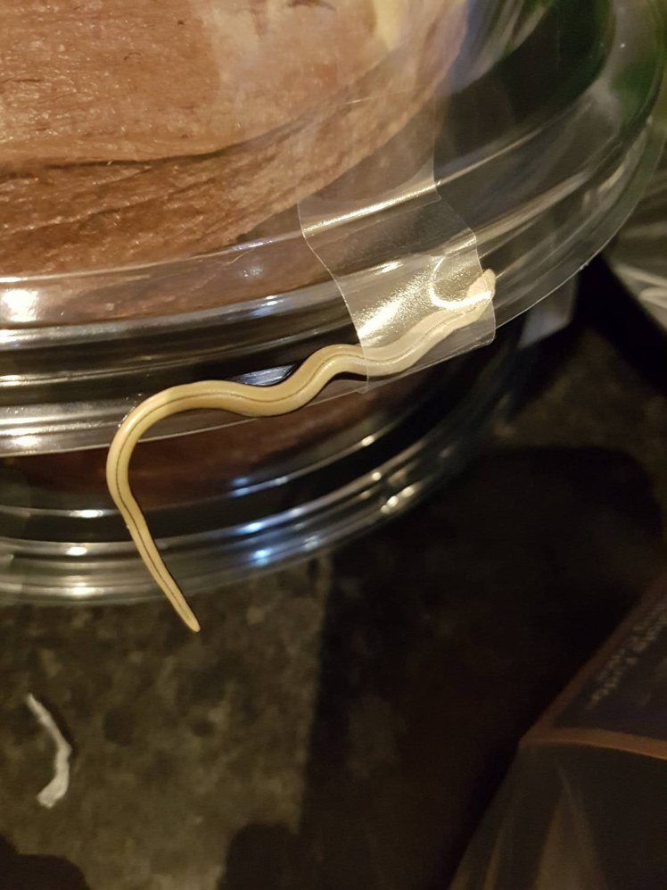 Mengerikan, wanita ini temukan ular terjebak di kue cokelat miliknya
