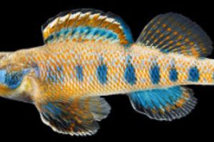 Ikan jenis baru ini diberi nama Obama, kelebihannya apa ya?