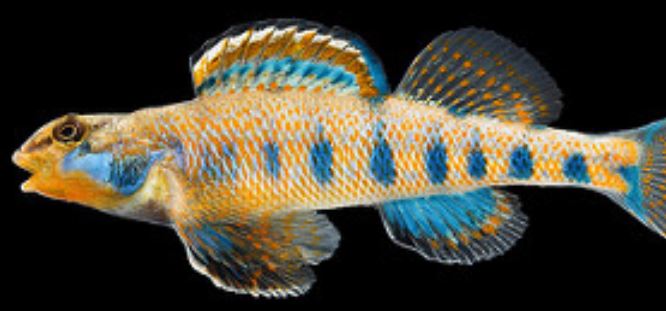 Ikan jenis baru ini diberi nama Obama, kelebihannya apa ya?