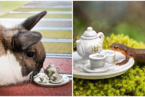 Fotografer abadikan momen ketika hewan pengen ngeteh bareng, unik