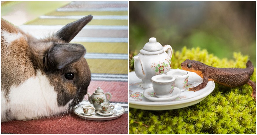 Fotografer abadikan momen ketika hewan pengen ngeteh bareng, unik