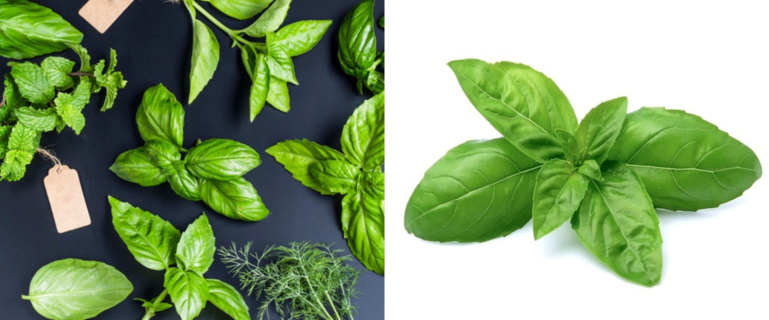 20 Manfaat daun kemangi untuk kesehatan dan kecantikan