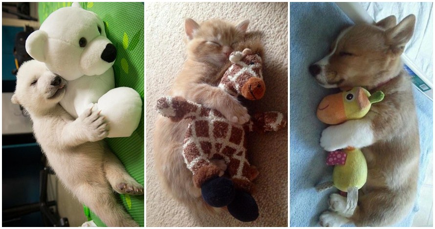 18 Potret hewan tidur bersama boneka, gemesnya bikin nggak nahan