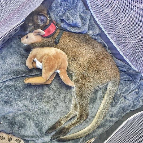 18 Potret hewan tidur bersama boneka, gemesnya bikin nggak nahan