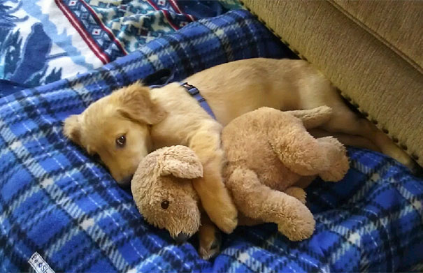 18 Potret hewan tidur bersama boneka, gemesnya bikin nggak nahan