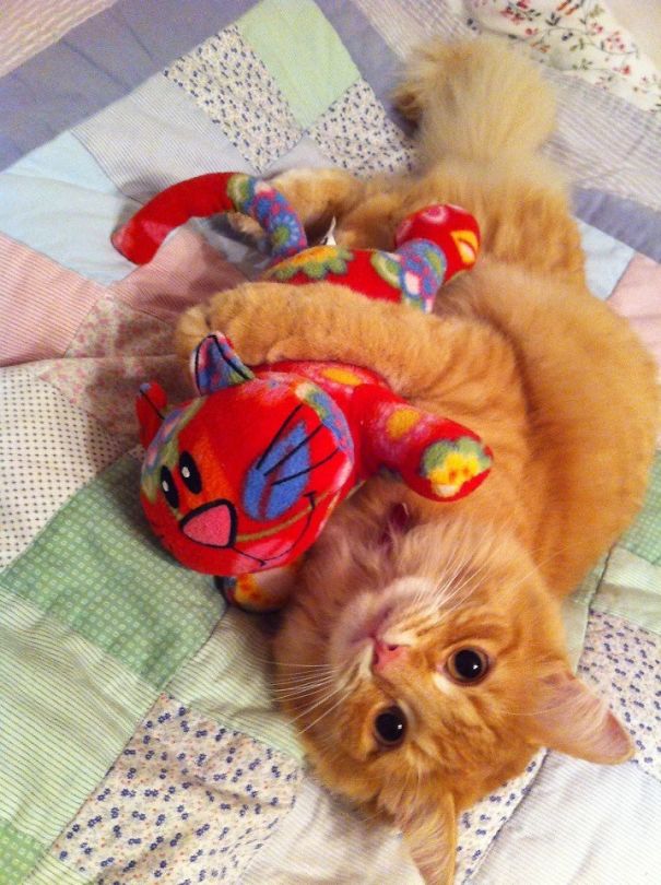 18 Potret hewan tidur bersama boneka, gemesnya bikin nggak nahan