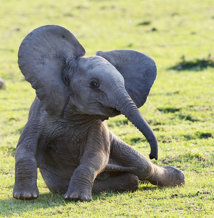 10 Foto tingkah lucu anak gajah, ngegemesin banget pokoknya