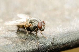 Bahaya lalat nempel di makanan, jangan dimakan & harus segera dibuang!