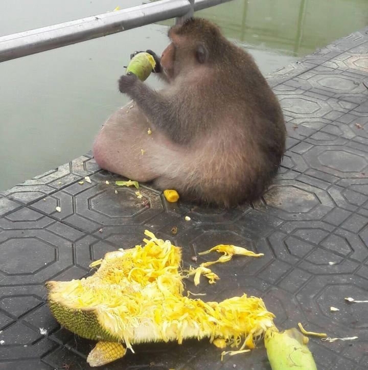 Terlalu banyak diberi makan, kondisi kera ini mengejutkan