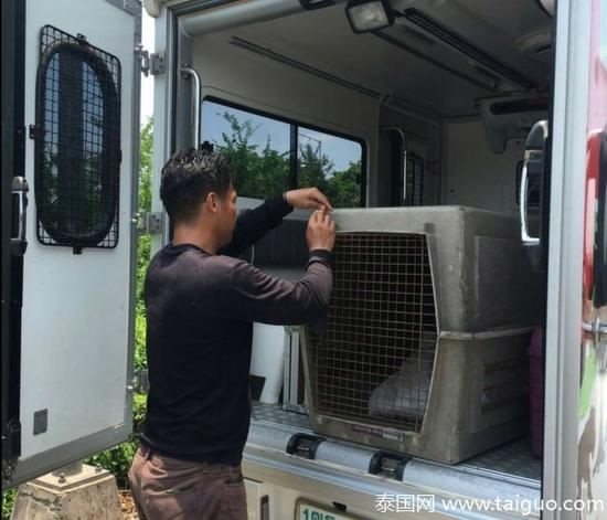 Terlalu banyak diberi makan, kondisi kera ini mengejutkan