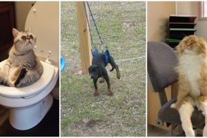 14 Potret saat hewan 'memakai' perabotan manusia, bikin tawamu ketahan