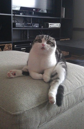 14 Potret saat hewan 'memakai' perabotan manusia, bikin tawamu ketahan