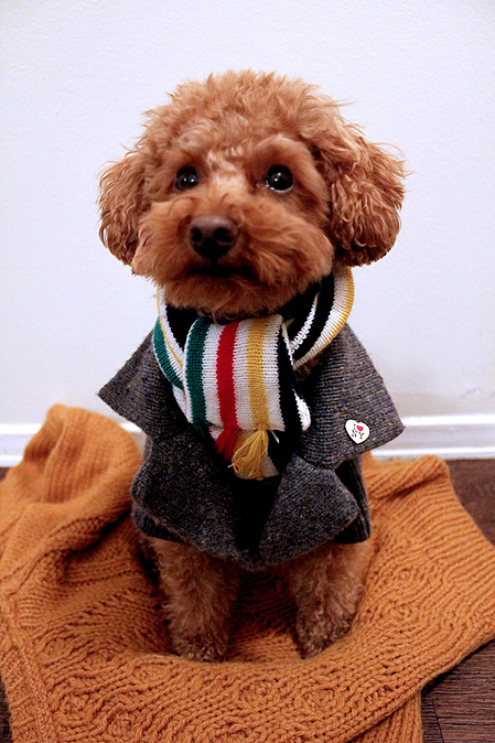 15 Potret ketika anjing 'ngerti fashion', leh uga nih 