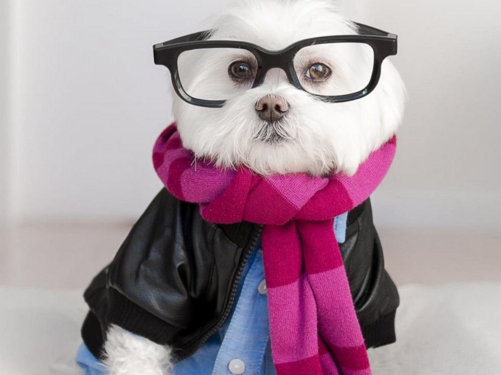 15 Potret ketika anjing 'ngerti fashion', leh uga nih 