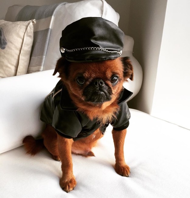 15 Potret ketika anjing 'ngerti fashion', leh uga nih 