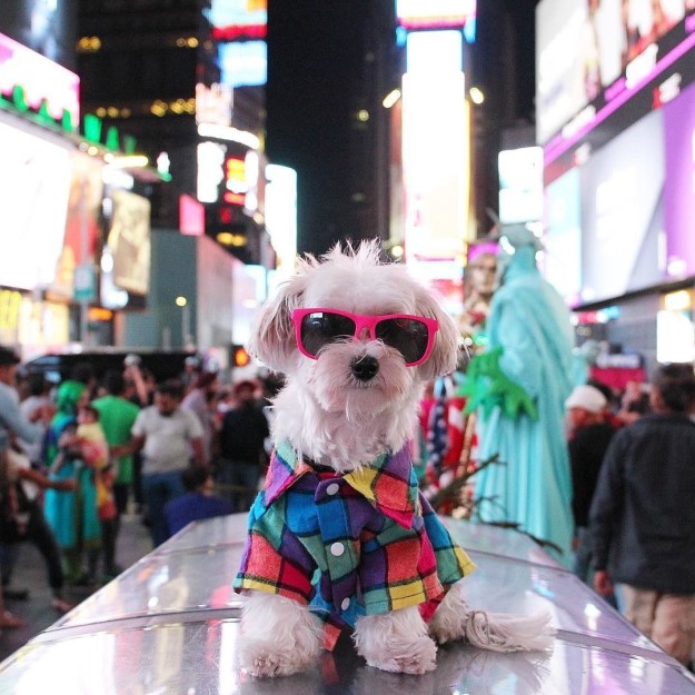 15 Potret ketika anjing 'ngerti fashion', leh uga nih 