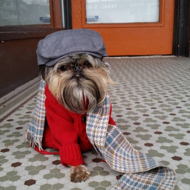 15 Potret ketika anjing 'ngerti fashion', leh uga nih 