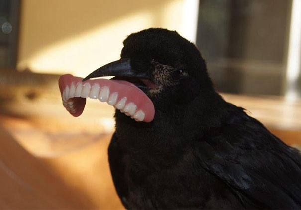 10 Foto buktikan gagak adalah burung paling usil dan nakal