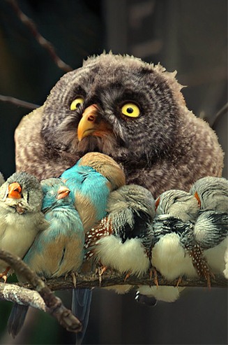 15 Potret mimik muka kaget hewan, habis lihat apa tuh? 