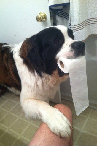 14 Momen saat hewan usik ruang privasimu, bikin ketawa geli 