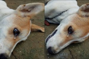 Anjing diracun pencuri yang kesal aksinya gagal, nangis sebelum mati